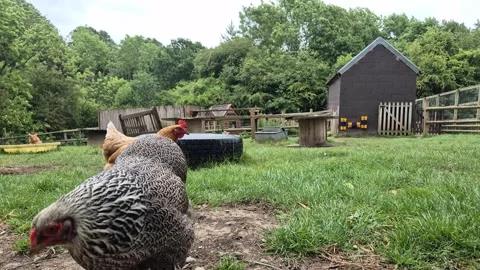 Free Range Chickens Walking on Green Grass in Backyard on Sunny Day Stock Footage 310965284
