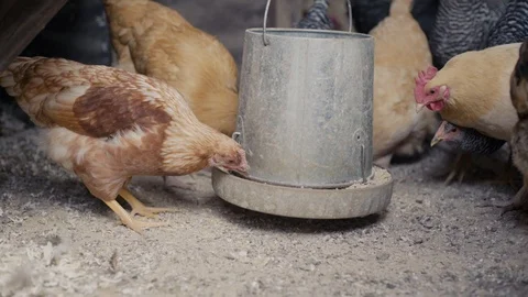 Free Range Chickens Wandering around urban land Stock Footage 95298333