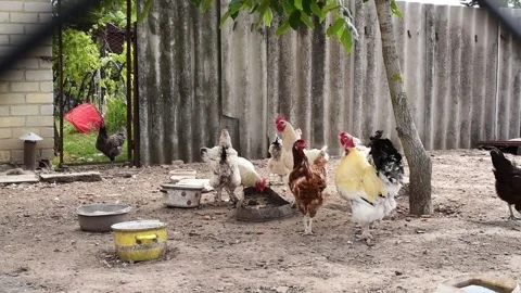 Free-range chickens on a warm summer day. Healthy laying hens in a natural farm  Stock Footage 340902199