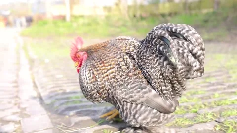 Cochin Chicken Stock Video Footage