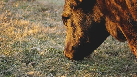Free Range Cow Eating Grass in Pasture at Sunset Stockbeeldmateriaal 104889983