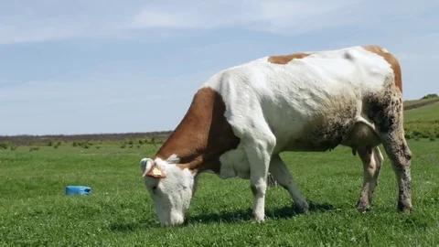 Free range cow Stock-Footage 82109043