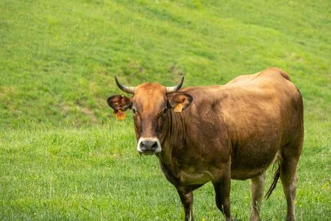 Free range cow looking at camera in Asturias countryside Stock Photos