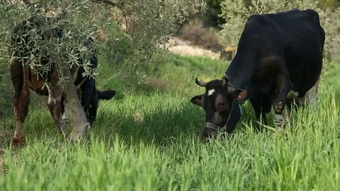 Free Range Cows Eating Grasses Stock Footage 74673737