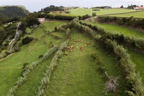 Free range cows in the fields Stock Photos
