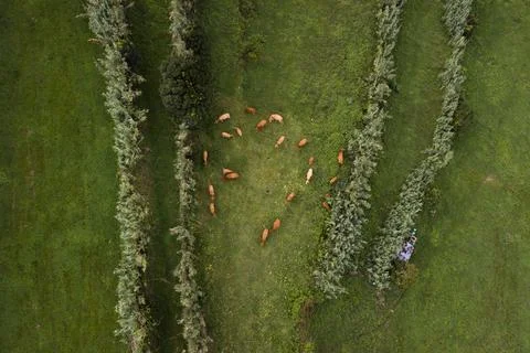 Free range cows in the fields Stock Photos