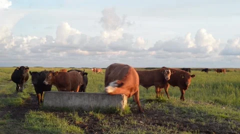 Free Range Cows On Grassland Stock Footage 40928843