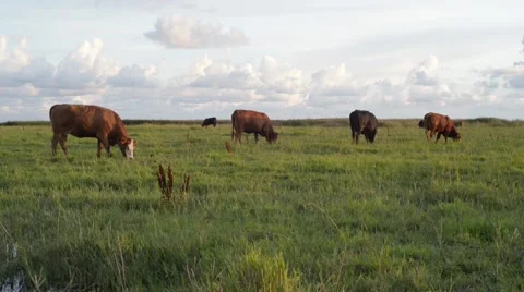 Free Range Cows Grazing On Grassland Stock Footage 40928693