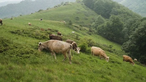 Free range cows grazing on a green mountain slope in Bulgaria Stock Footage 109606372