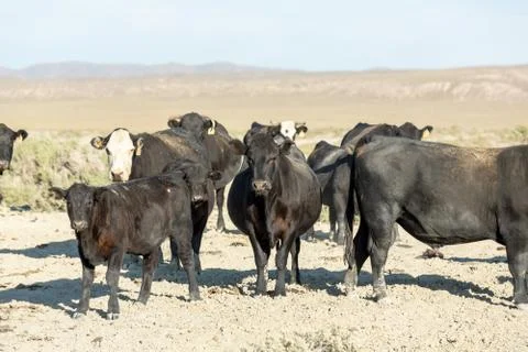 Free range cows grazing next to the Black Rock desert Foto stock