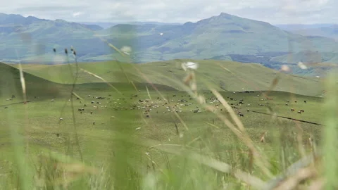 Free range cows in pasture, grass and butterflies in the foreground. Video stock 136219321