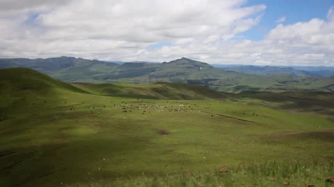 Free range cows in pasture, landscape with lots of butterflies in the foreground Stock-Footage 136218944