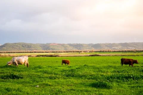 Free range cows Stock Photos