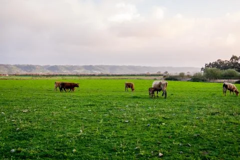 Free range cows Stock Photos