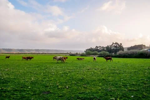 Free range cows Stock Photos