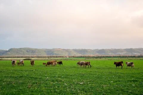 Free range cows Stock Photos