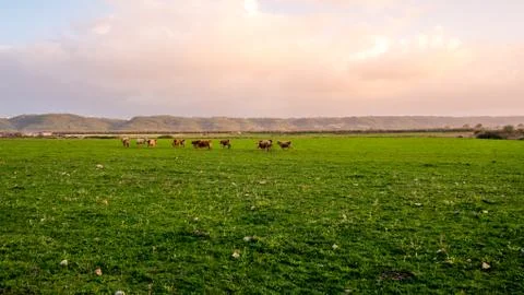 Free range cows Stock Photos
