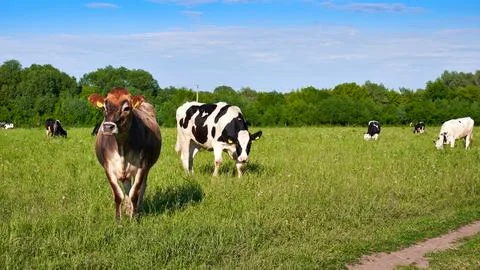 Free range cows Stock Photos