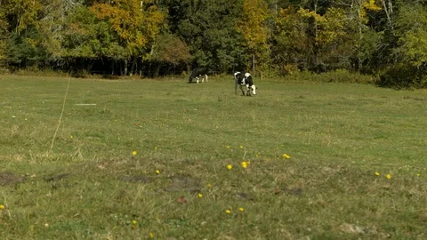 Free Range Dairy Cows in a Field. Stock Footage 96438322