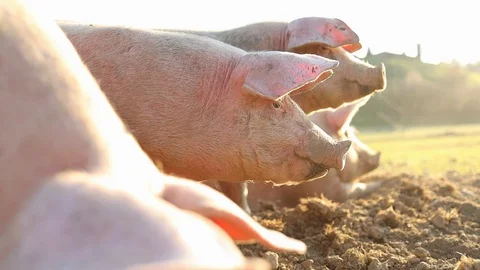 Free range domestic Pigs Stock Footage 129597790