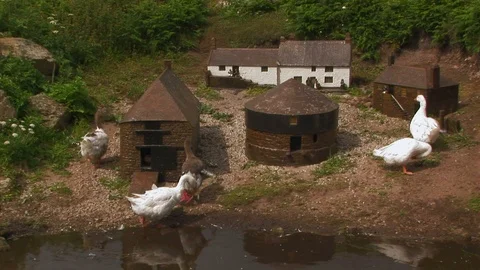 Free range ducks and geese at Greeb farm in Cornwall, England Stock Footage 101491211