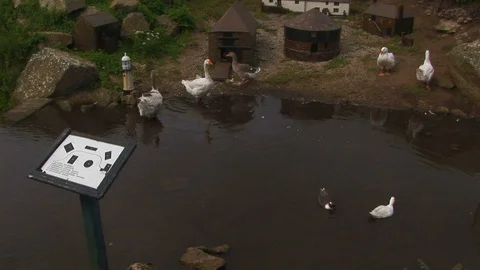 Free range ducks and geese in Cornwall, England Stock Footage 101491432