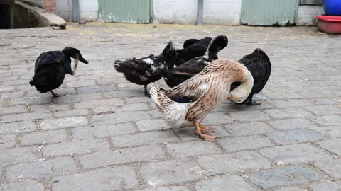 Free range ducks. Stock Footage 156487480