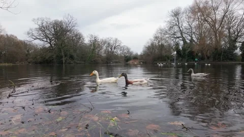 Free-Range Ducks Stock Footage 272991789