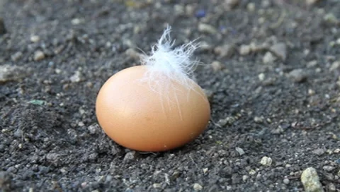 Free-range egg Vídeos de archivo 7905166