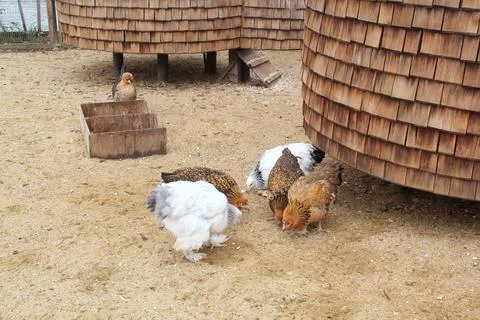 Free-range egg-laying chicken farming outdoor for free range eating Foto stock