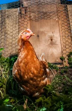 Free range egg laying Hen roaming outside the chicken coop Stock Photos