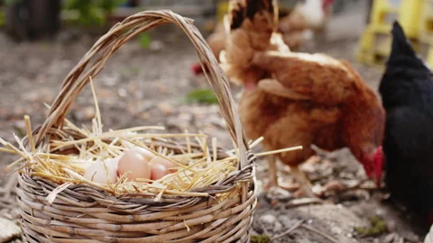 Free range eggs close up Stock Footage 191428819