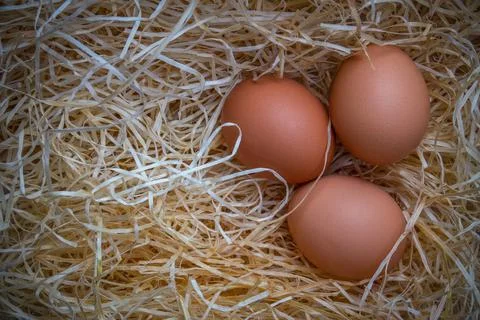 Free Range Eggs With Copy Space Stock-Fotos
