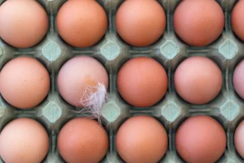 Free range eggs Stock Photos