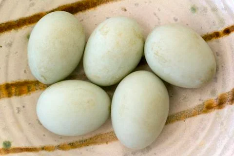 Free range eggs Stock Photos