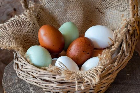 Free range eggs Foto stock