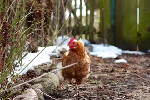 Free Range Farm Chicken Stock Photos