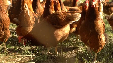 Free range farm chickens eating Stock Footage 84863457