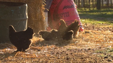 Free range farm chickens scratching in dirt with backlight Stock Footage 113859465