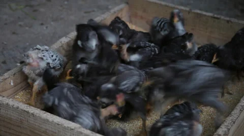 Free range farm, newborn baby chickens eat organic food,grain, poultry raising Stock Footage 39655152