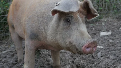 Free Range Farm Pig Stock Footage 86489479