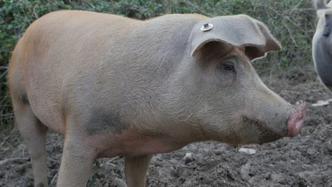Free Range Farm Pig Stock Footage 86489735