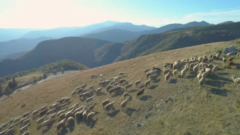 Free Range Flock of Sheep on a Mountain Pasture in Bulgaria. Aerial Drone view Vídeo Stock 141919134