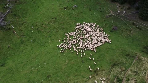 Free-range Flock of Sheep on a Mountain in Romania Aerial view of herding sheep Stock Footage 194553419