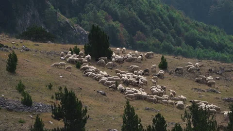 Free range flock of sheep rams on the mountain slope are grazing on field. Видео 162983069
