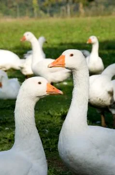 Free range geese Stock Photos