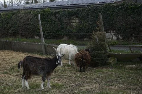 Free-Range Goats in a Rustic Farmyard Stock Photos