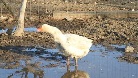 Free-range goose on a farm Stock Footage
