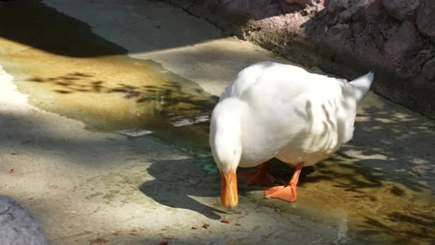 Free-range goose 스톡 동영상 239294334