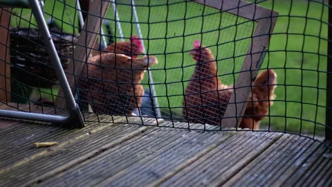 Free range hen behind farmyard fence Stock Footage 233113572